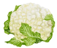 Whole head of cauliflower with green leaves
