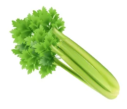 Fresh green celery stalks with leafy tops