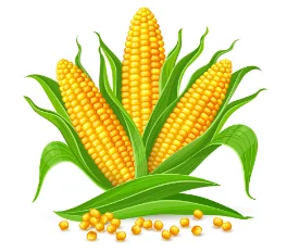 Yellow corn on the cob with green husks