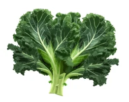 Bunch of fresh kale leaves