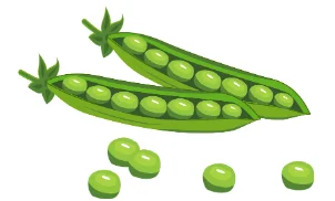 Green pea pods with loose peas on white background