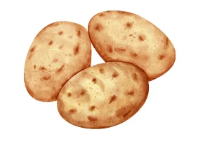 Whole russet potatoes on white background