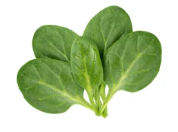Fresh spinach leaves on white background
