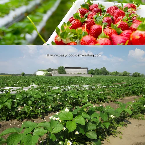 Strawberry field Strawberry field collage